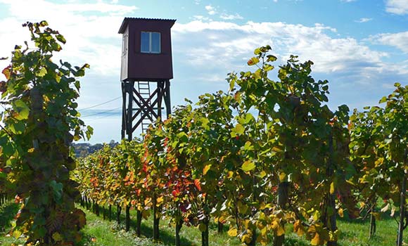 Weinbau Bucherhof Hagnau